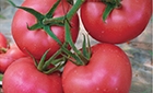 耐热西红柿的越夏栽培技术是怎样的