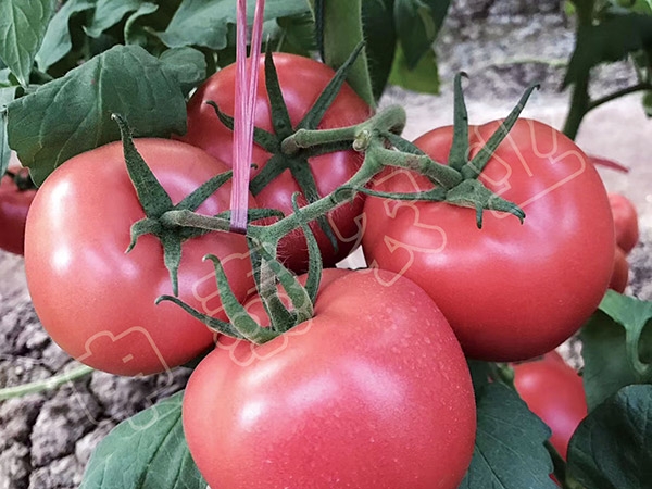 五指山西红柿种苗