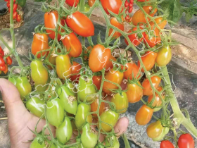 拉萨花生番茄