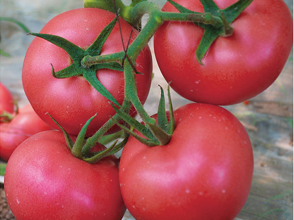 耐热西红柿