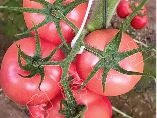 早春西红柿
