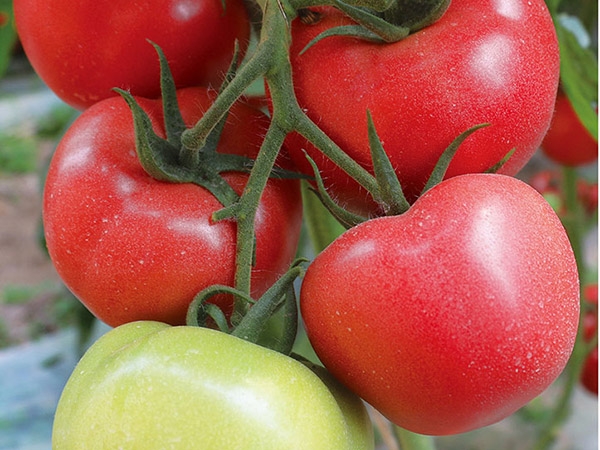 耐热西红柿